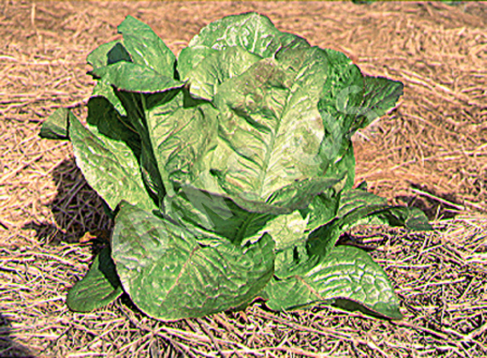 Lettuce Brown Romaine Seeds