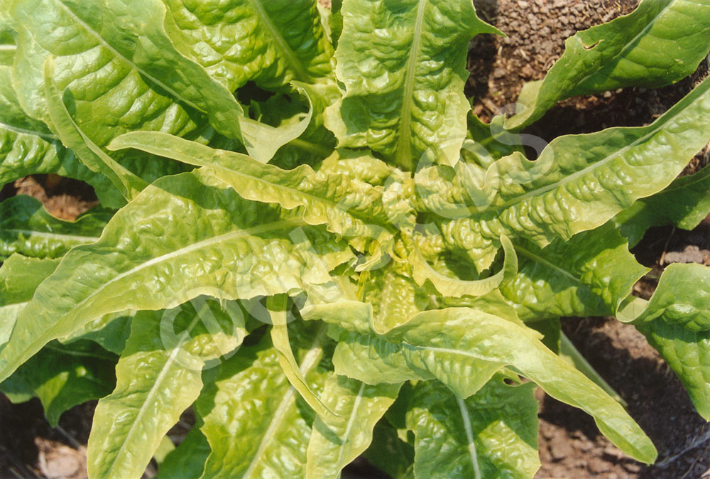 Lettuce Celtuce Narrow Leaved Seeds