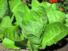 Microgreens Lettuce Cos Verdi Seeds