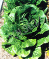 Lettuce Cos Verdi Seeds