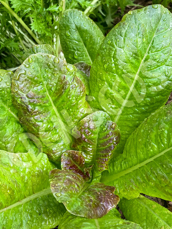 Lettuce First Fleet Seeds