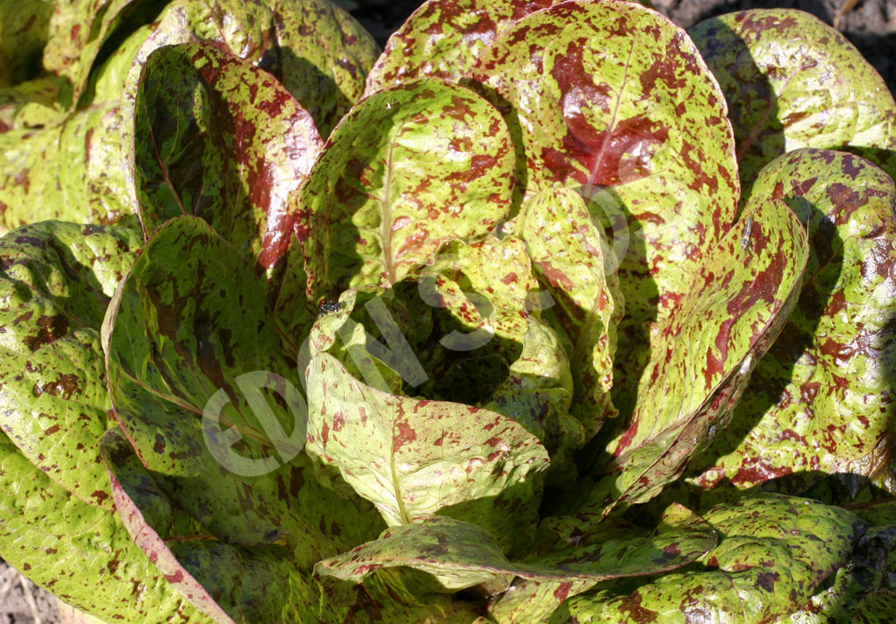 Lettuce Freckles Seeds