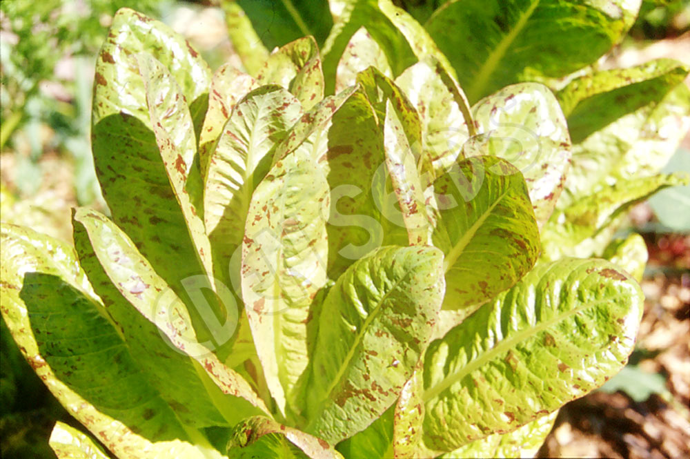 Lettuce Freckles Organic Seeds