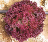 Lettuce Gloria Organic Seeds
