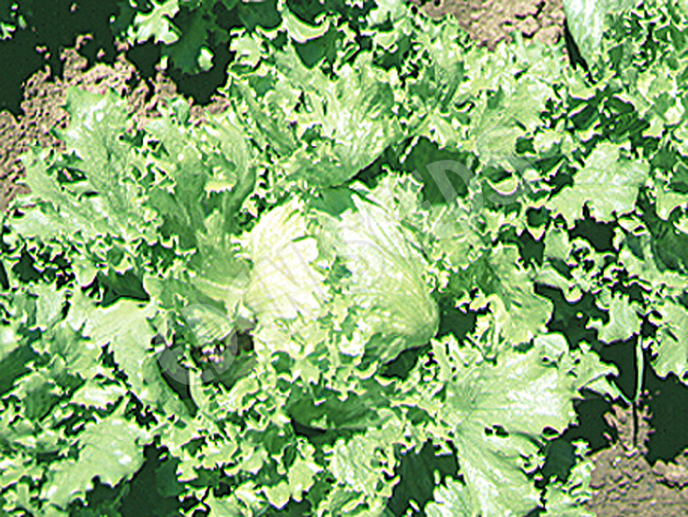 Lettuce Great Lakes Organic Seeds