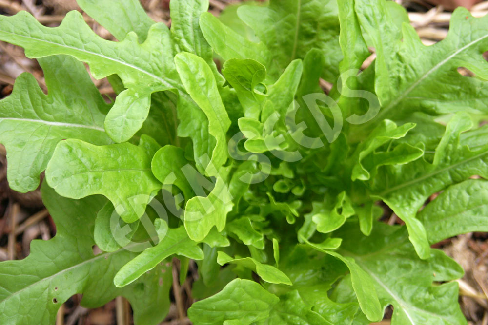 Lettuce Oak Leaf Green Seeds