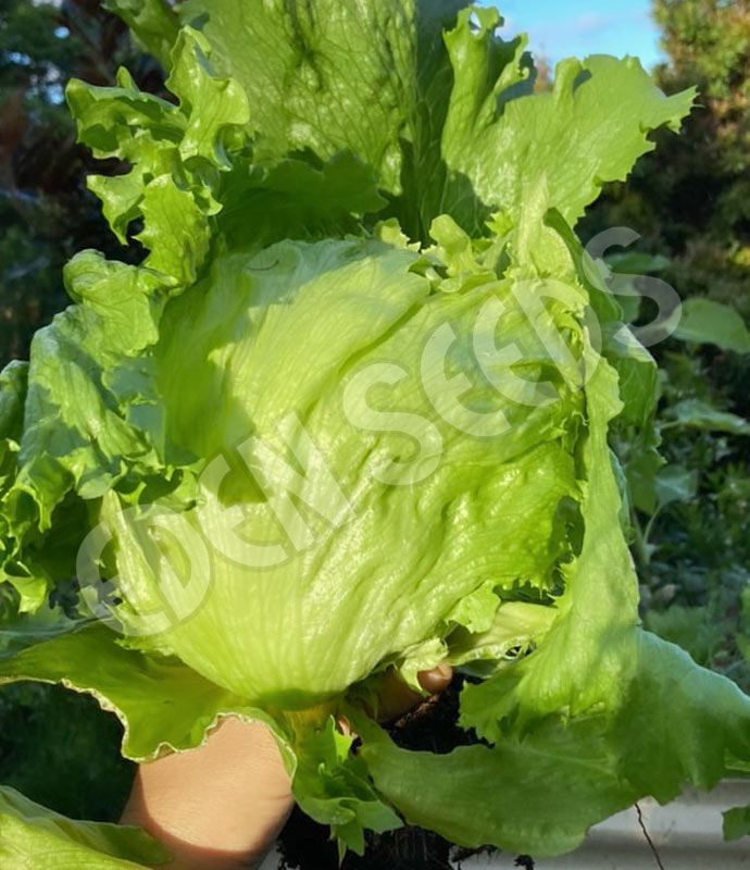 Lettuce Iceberg Seeds