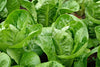 Lettuce Little Gem Seeds