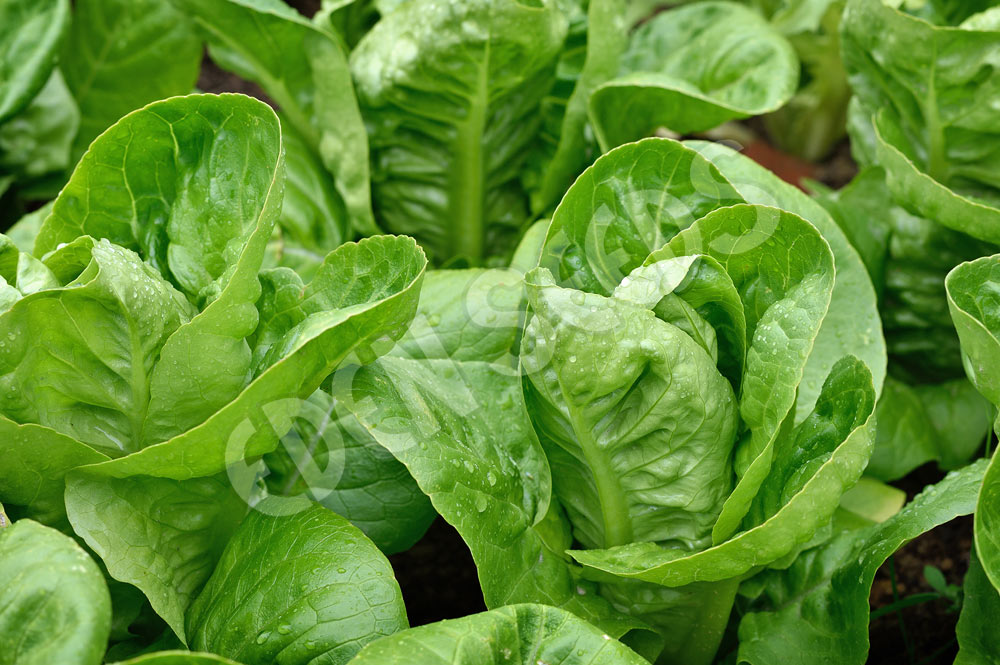 Lettuce Little Gem Seeds