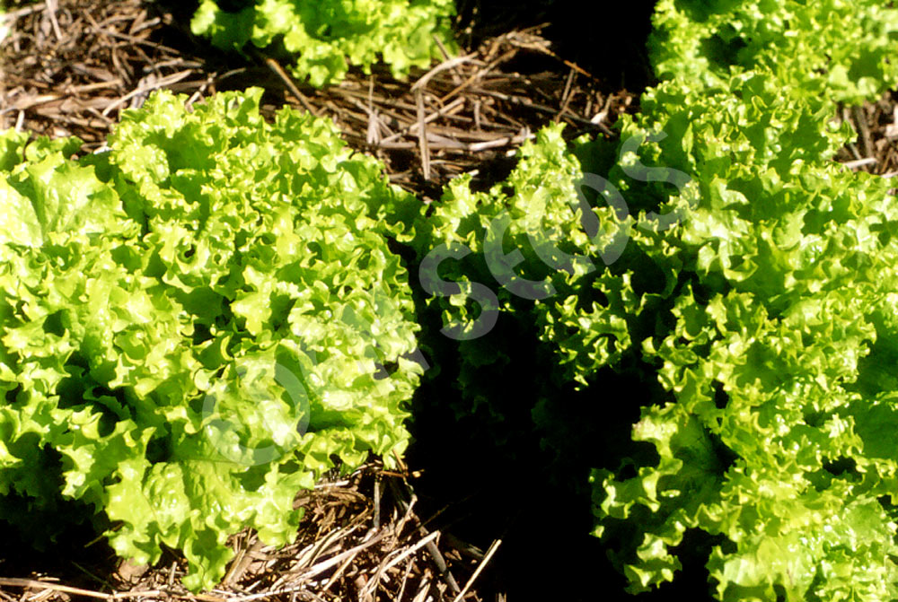 Microgreens Lettuce Lollo Biondo Seeds