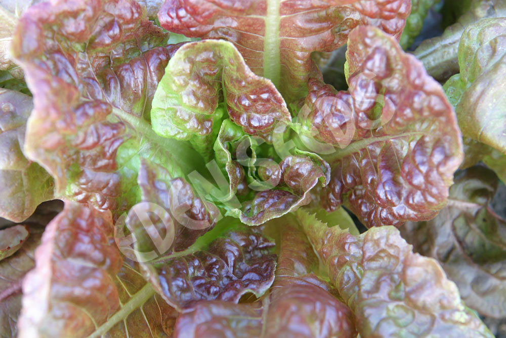 Microgreens Lettuce Marvel Of Four Seasons Seeds