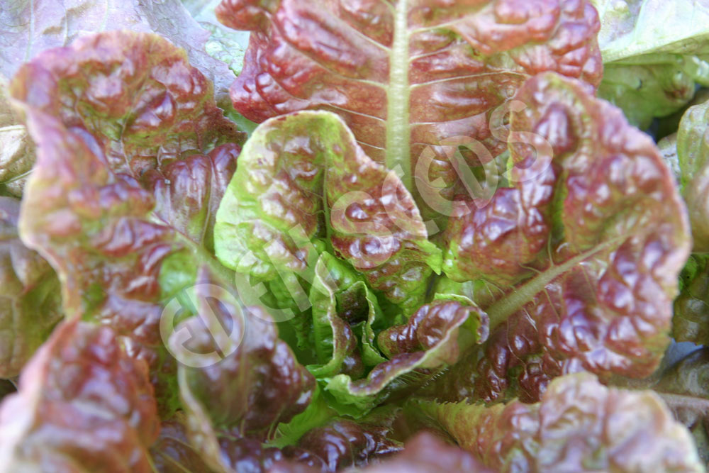 Lettuce Marvel Of Four Seasons Seeds