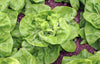 Lettuce May Queen Organic Seeds