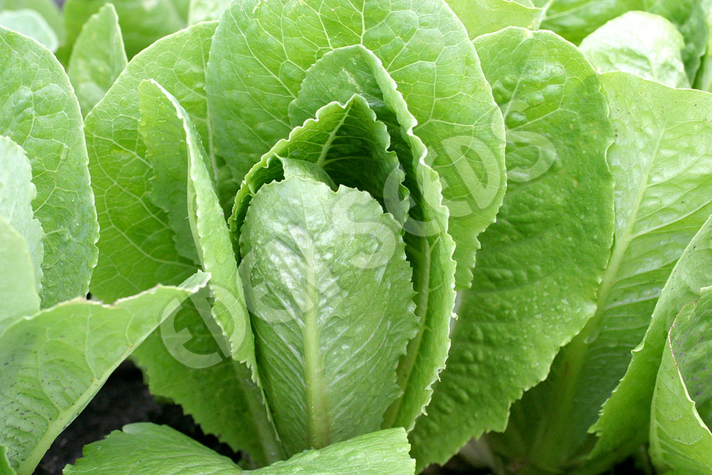 Lettuce Parris Island Cos Seeds