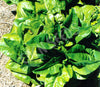 Lettuce Rabbit Ear Organic Seeds