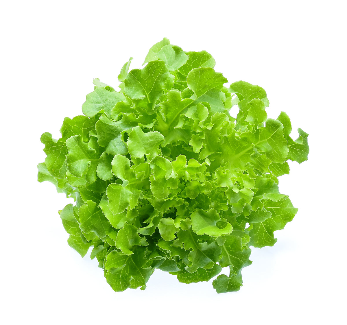 Lettuce Salad Bowl Green Organic Seeds
