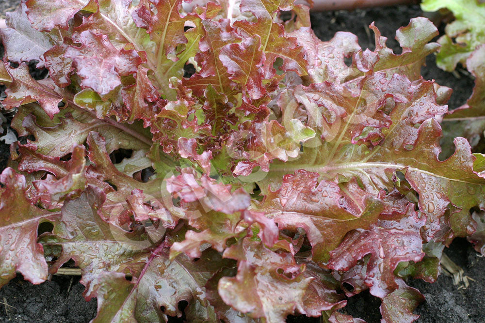 Lettuce Salad Bowl Red Seeds