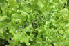 Lettuce Salad Bowl Green Seeds