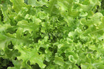 Lettuce Salad Bowl Green Organic  Seeds