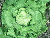 Lettuce Webbs Wonderful Seeds