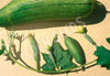 Luffa Seeds