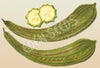 Luffa Angled Seeds