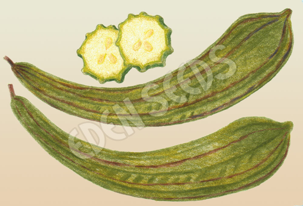 Luffa Angled Seeds