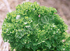 Mustard Greens Green Wave Organic Seeds