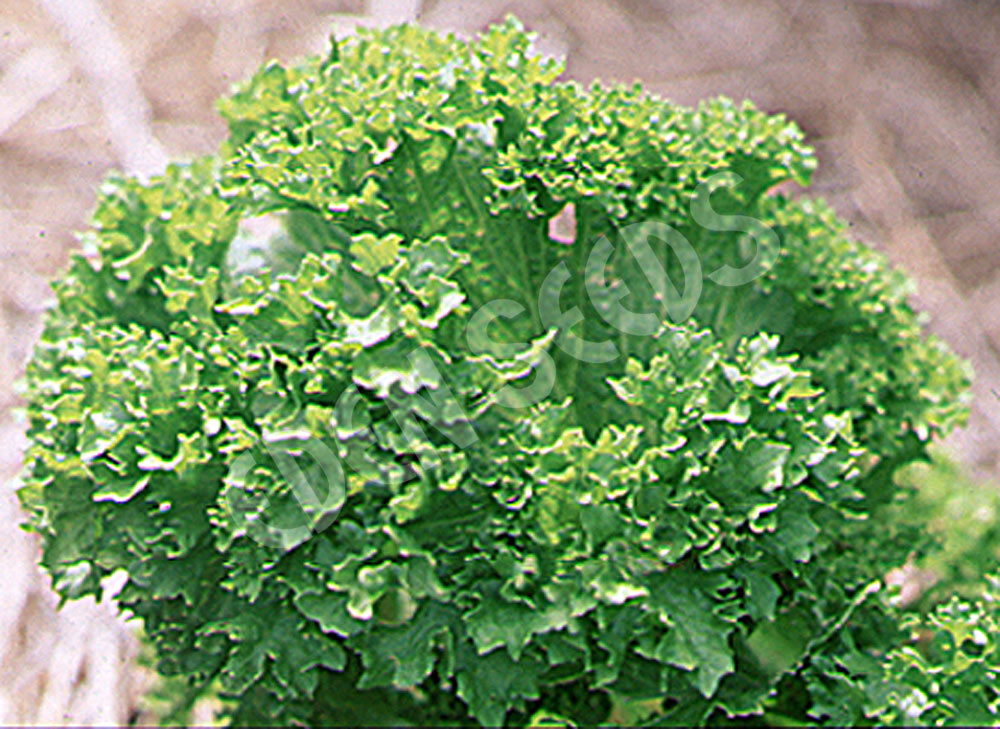 Mustard Greens Green Wave Organic Seeds