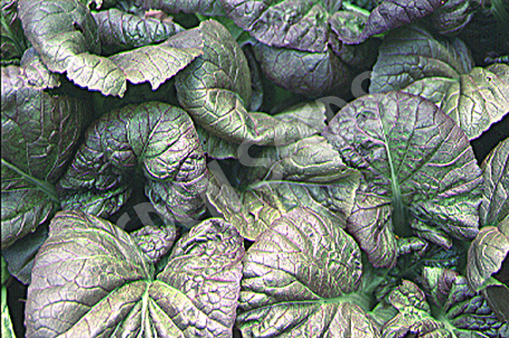 Mustard Greens Osaka Purple Organic Seeds
