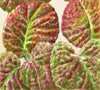 Microgreens Mustard Red Giant Organic Seeds