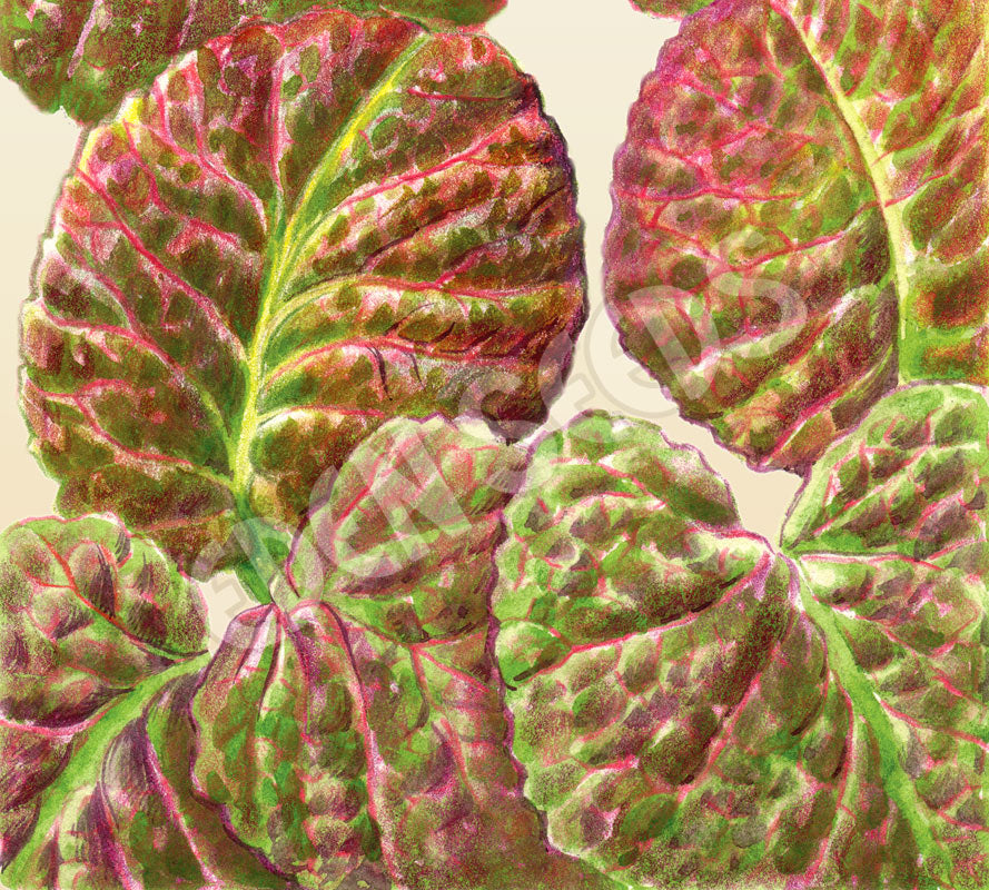Microgreens Mustard Red Giant Organic Seeds