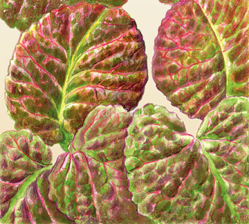 Mustard Greens Red Giant Seeds