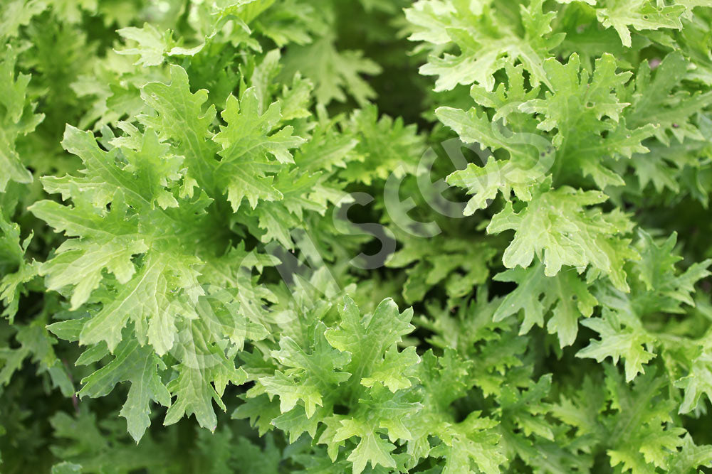 Mustard Greens Wasabi Seeds