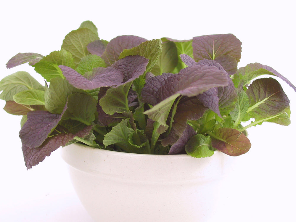 Mustard Greens Osaka Purple Seeds