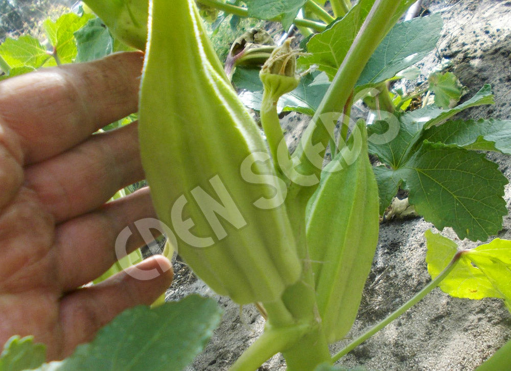 Okra Becks Big Buck Horn Seeds
