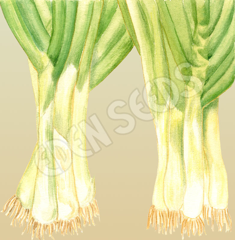 Shallots (Spring Onion) Evergreen Bunching Seeds