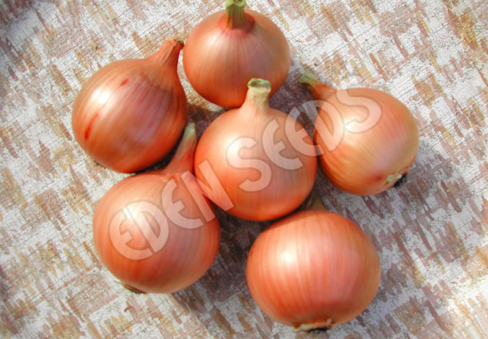 Onion Early Creamgold Seeds