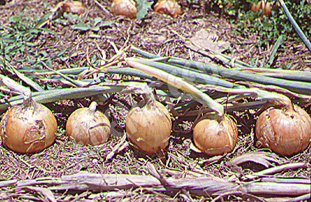 Onion Gladalan Brown Seeds