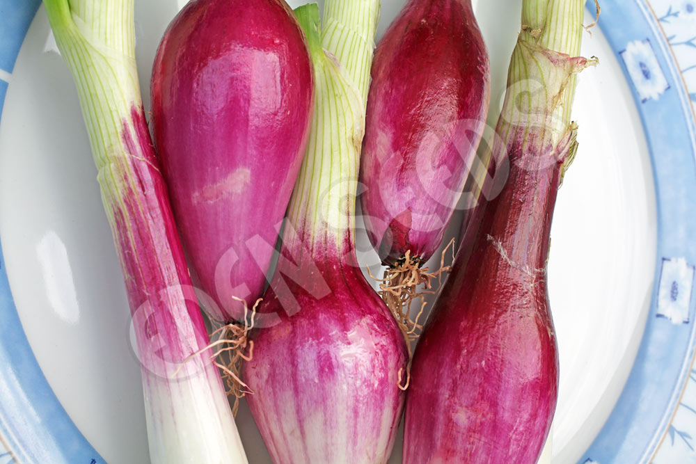 Onion Long Tropea Red Seeds