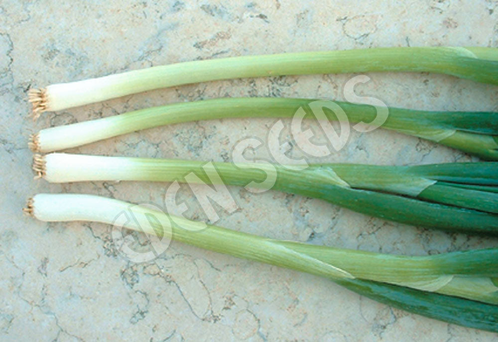Shallots White Lisbon Seeds