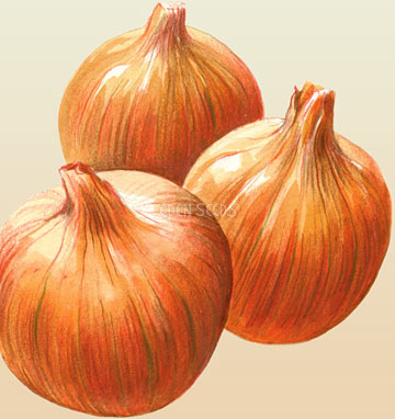 Onion Parma Yellow Globe Seeds