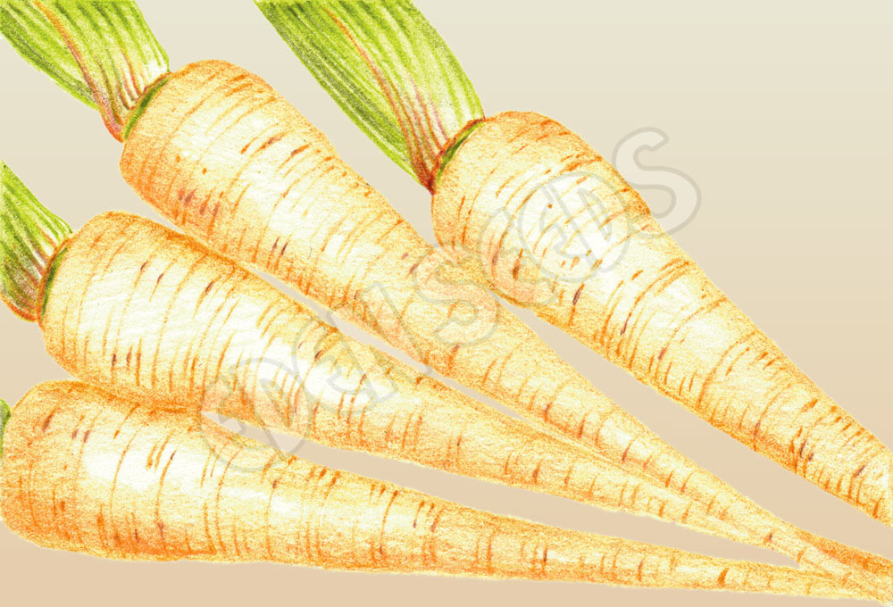 Parsnip Hollow Crown Seeds