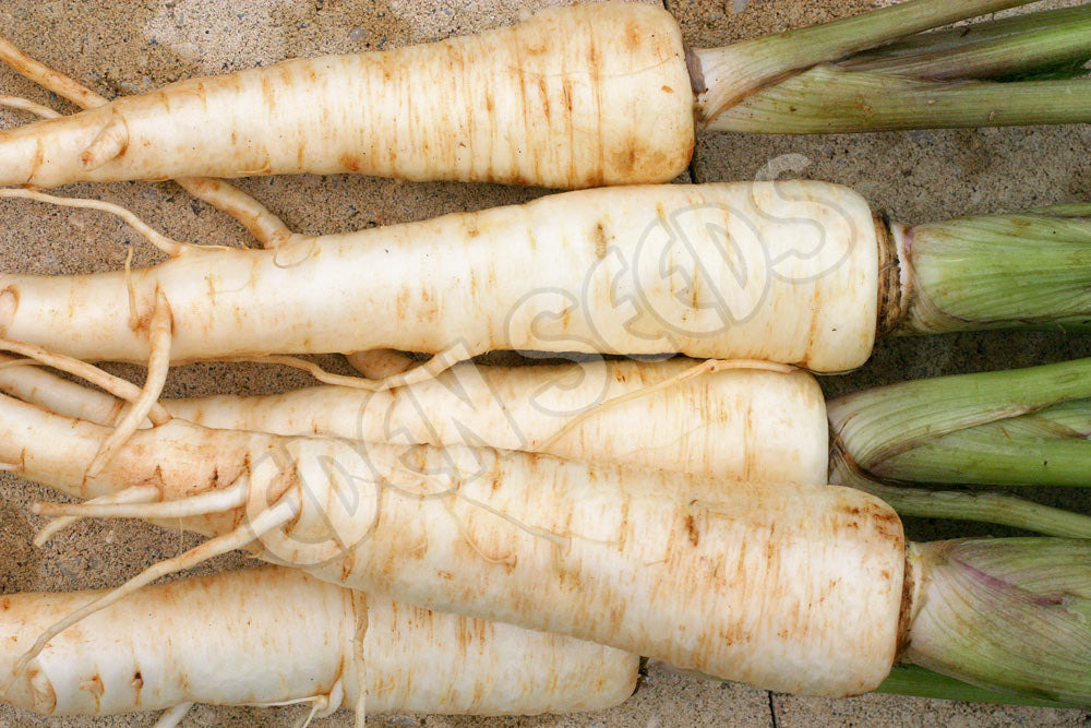 Parsnip Guernsey Seeds
