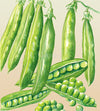Pea Greenfeast Seeds