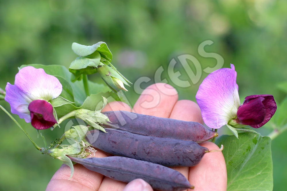 Pea Purple Podded Seeds
