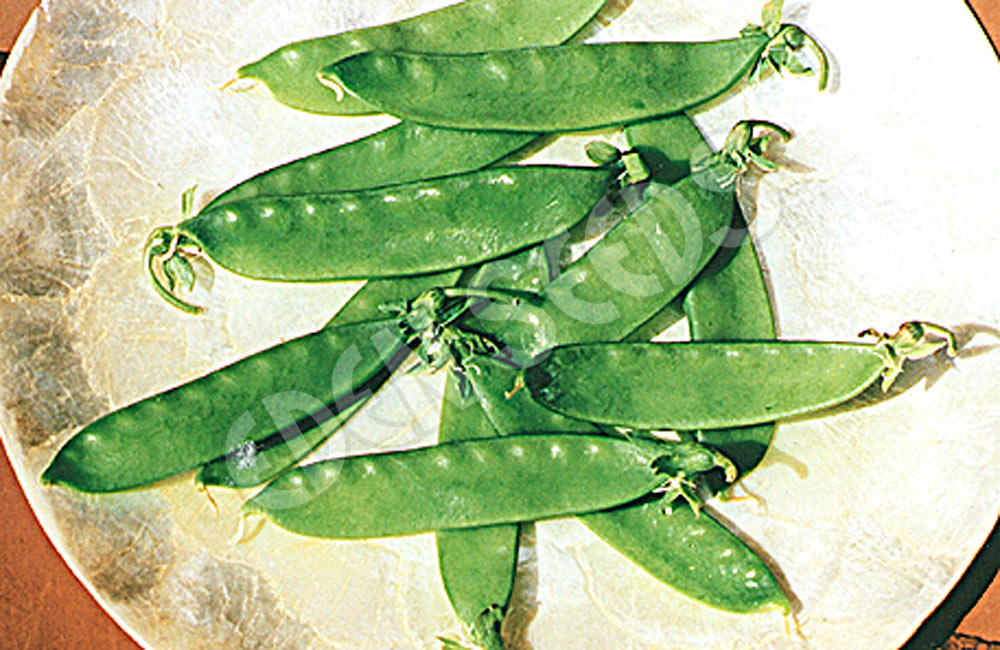 Pea Snowpea Mammoth Melting Seeds