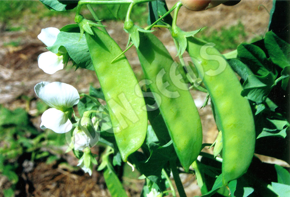 Pea Snowpea Oregon Seeds