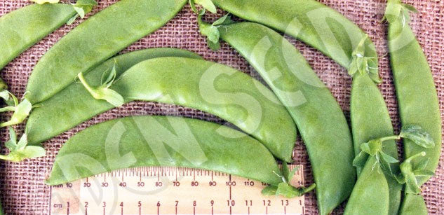 Pea Snowpea Oregon Giant Seeds