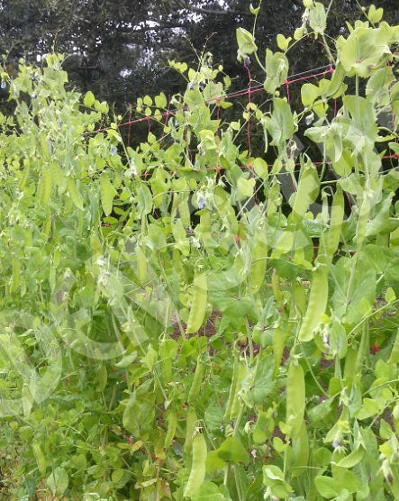 Pea Snowpea Yakumo Seeds